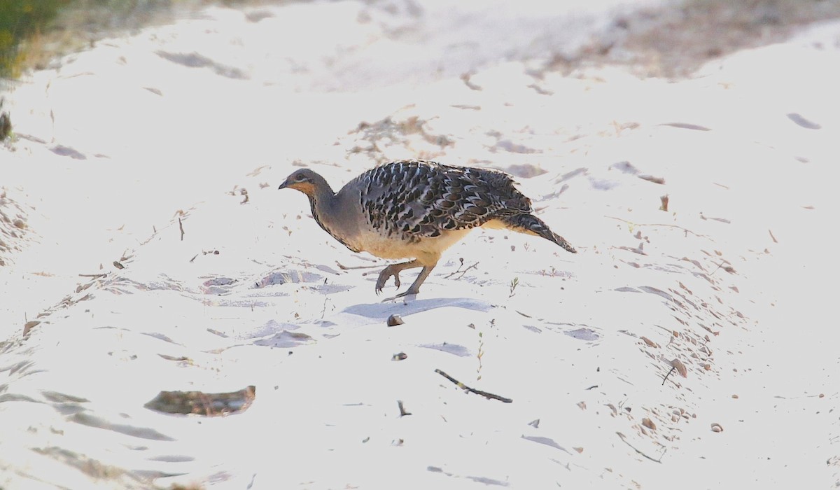 Malleefowl - ML645275298