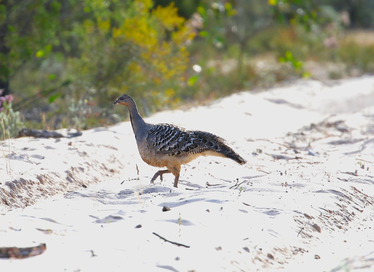 Malleefowl - ML645275300