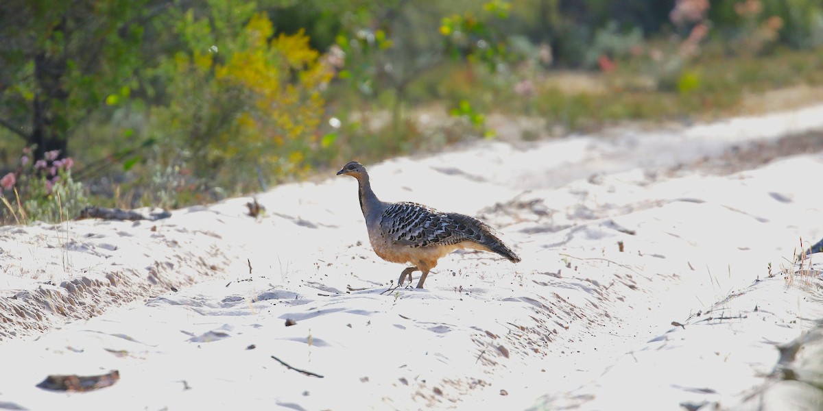 Malleefowl - ML645275301