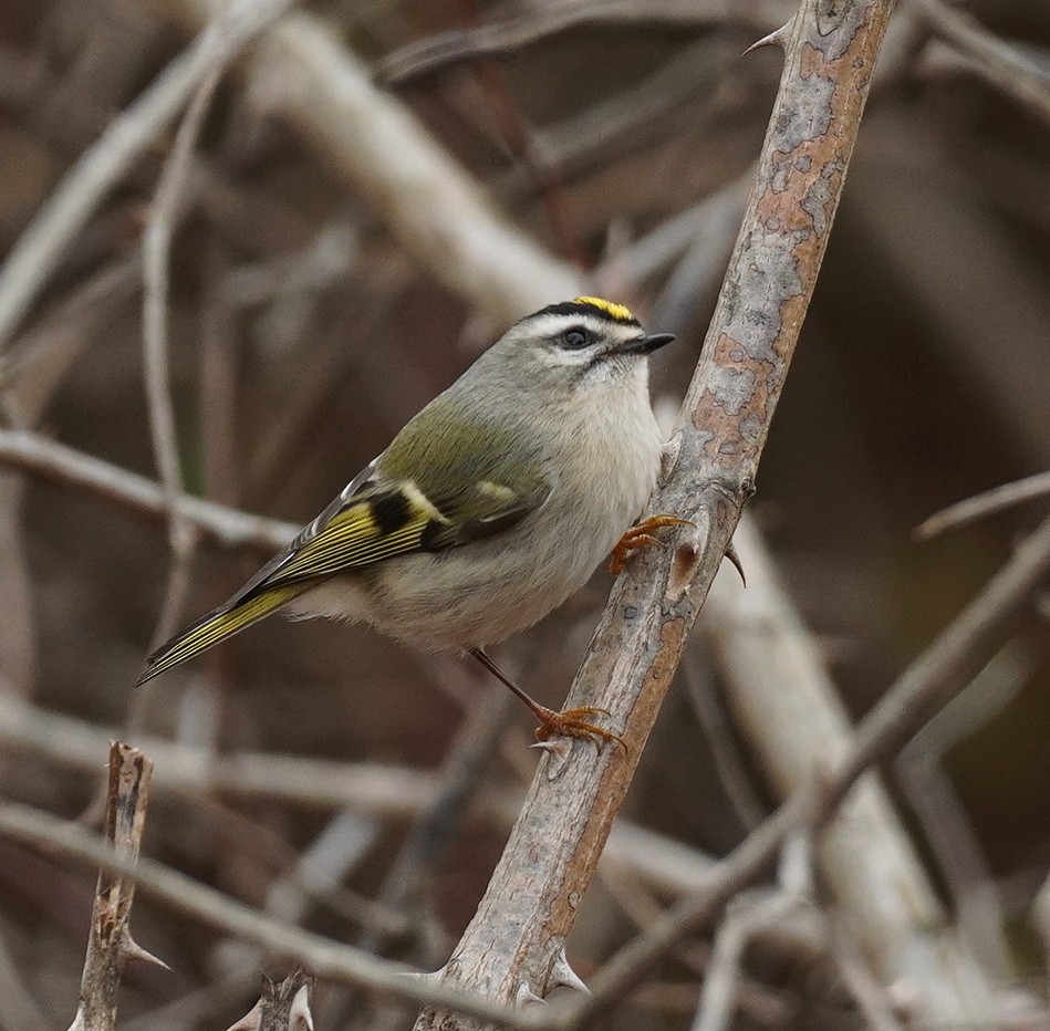 Golden-crowned Kinglet - ML645275303