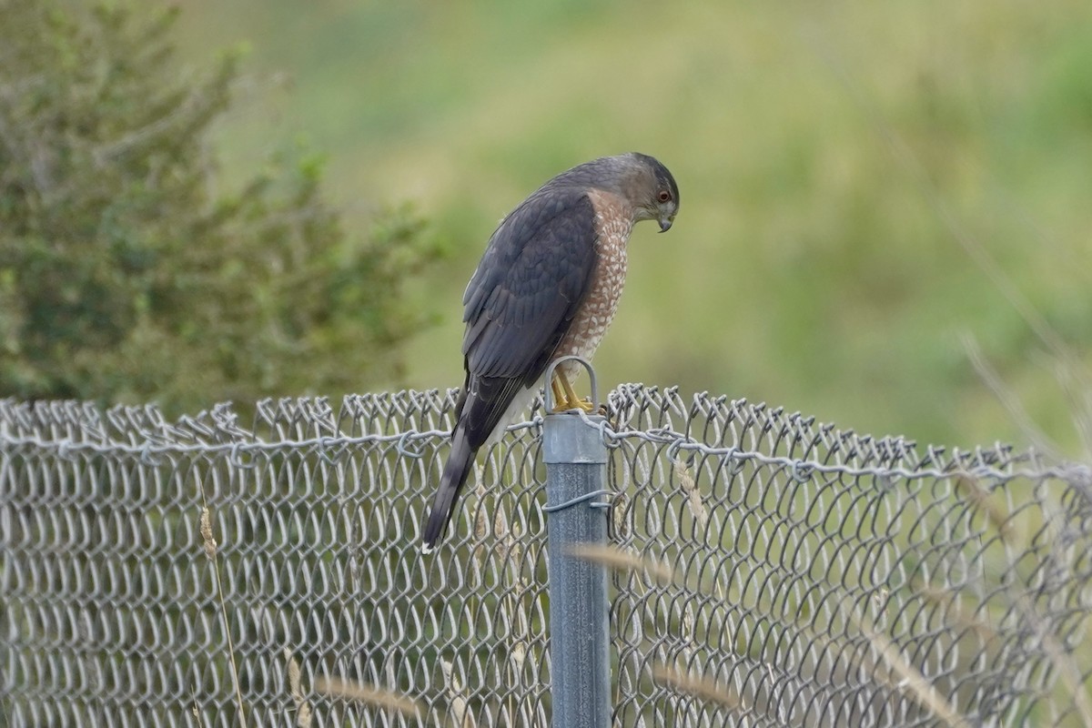 Cooper's Hawk - ML645275313