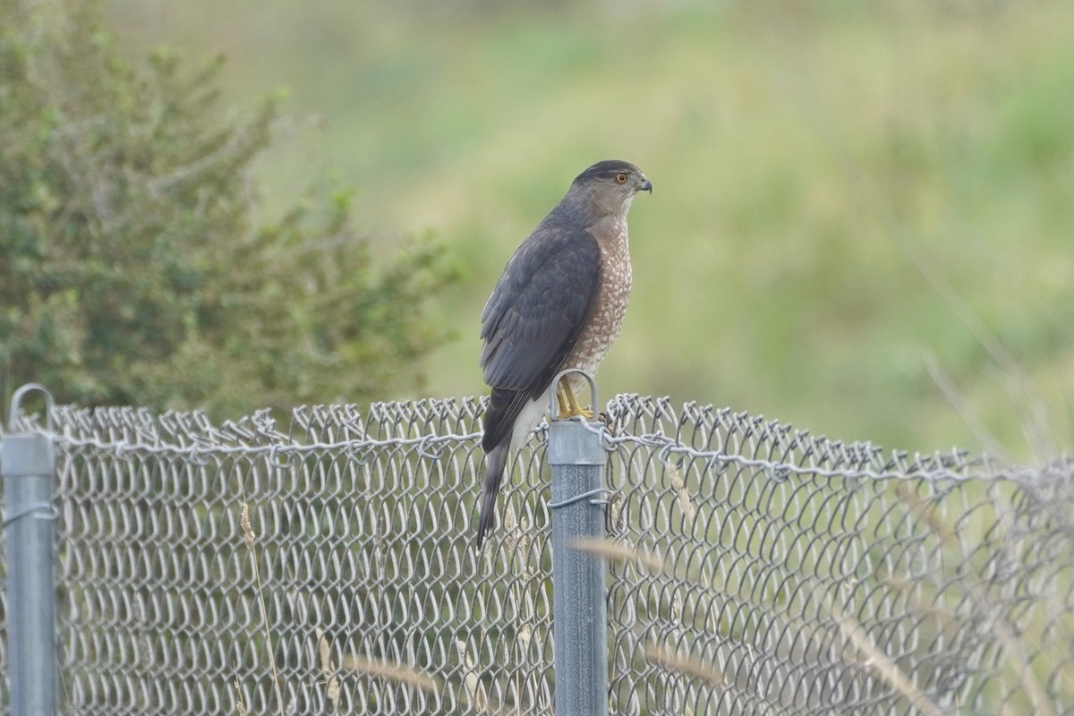 Cooper's Hawk - ML645275314