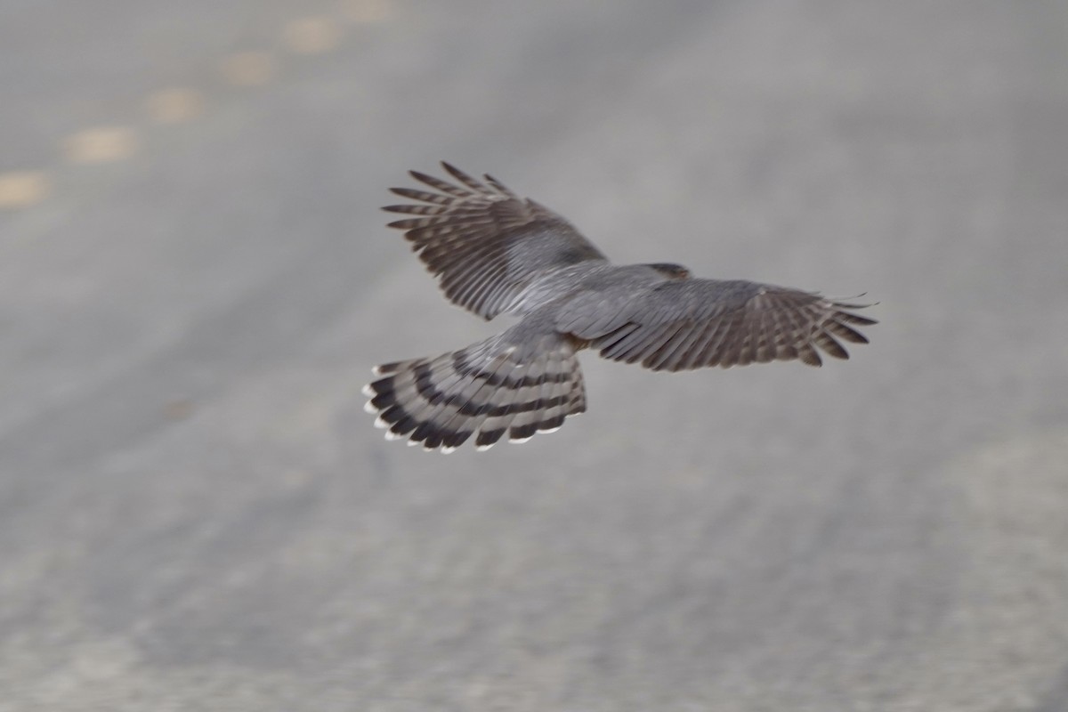 Cooper's Hawk - ML645275315