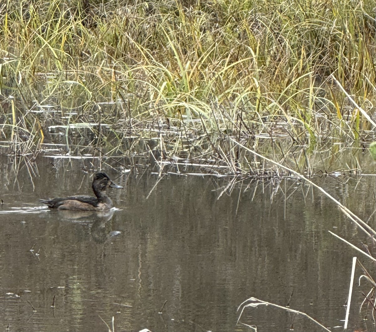 Ring-necked Duck - ML645275318