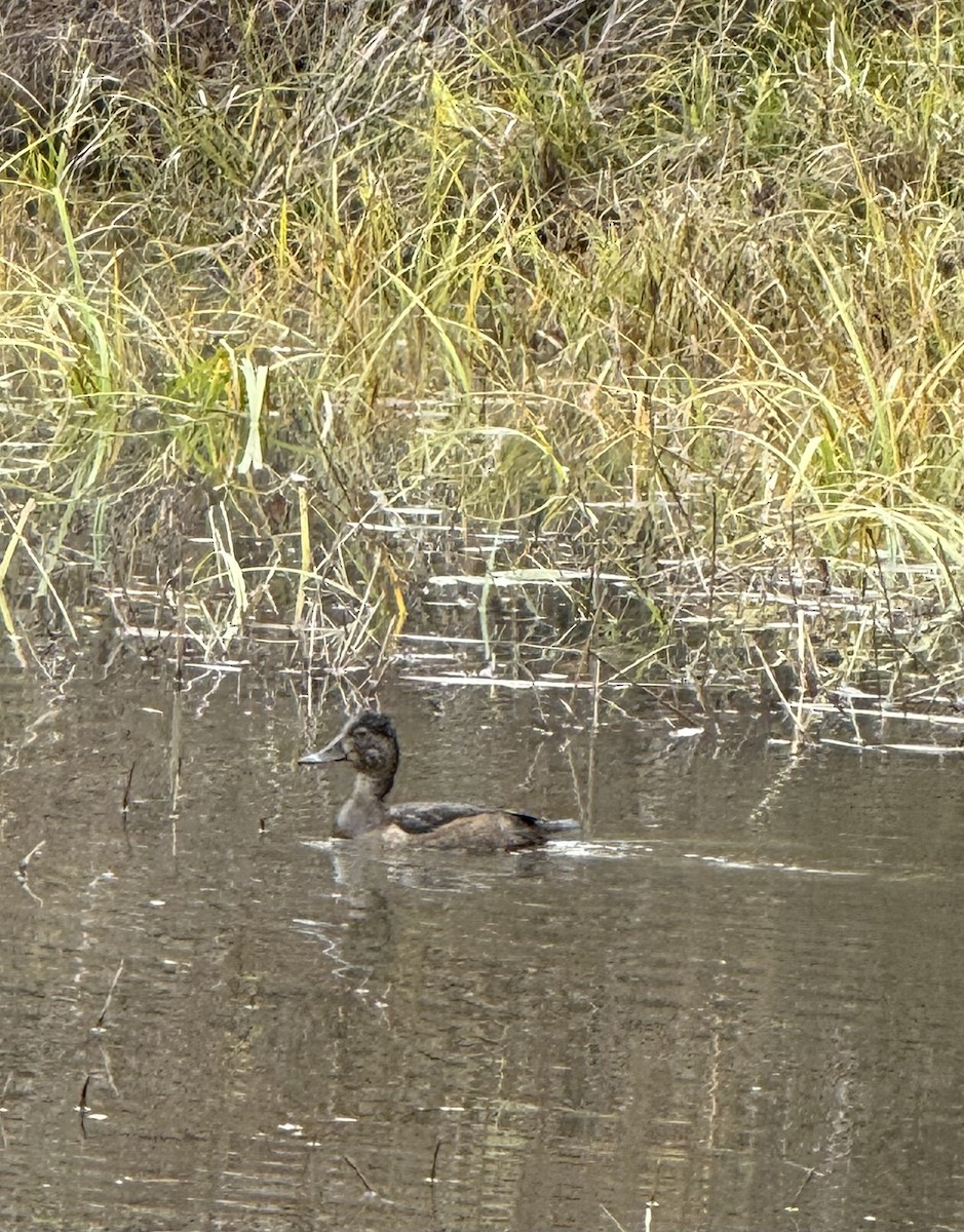 Ring-necked Duck - ML645275319