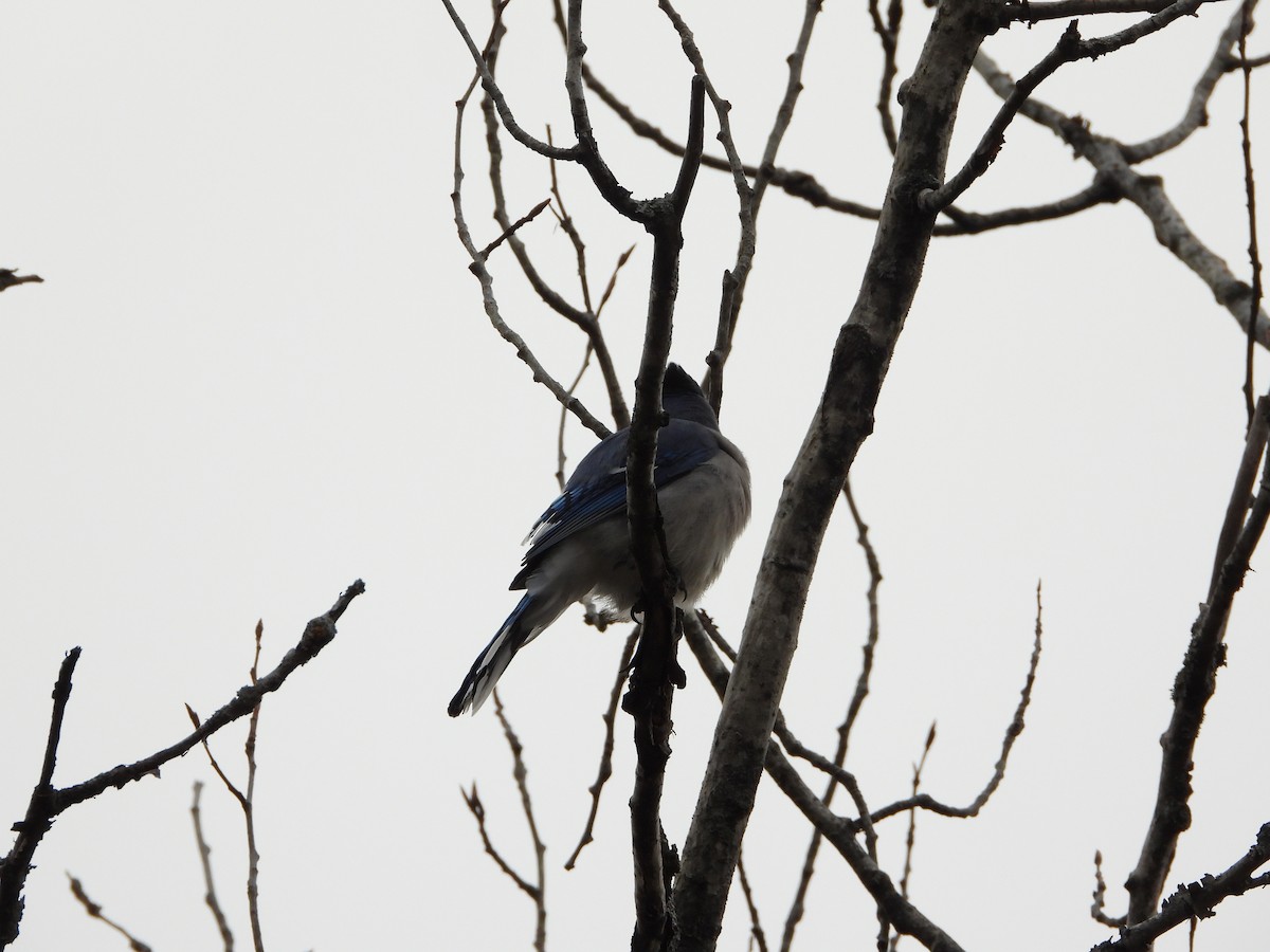 Blue Jay - ML645275321