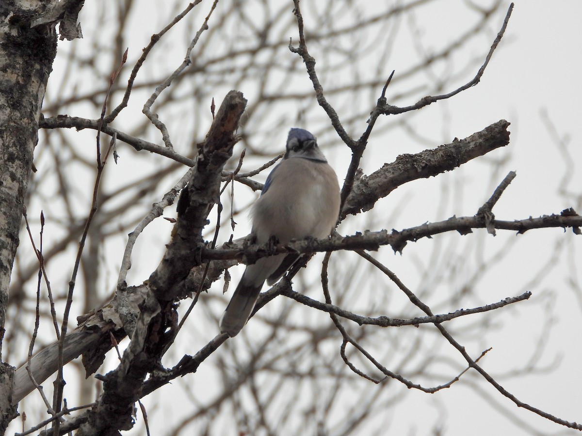 Blue Jay - ML645275322