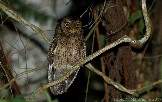 Autillo Capirotado - ML645275325