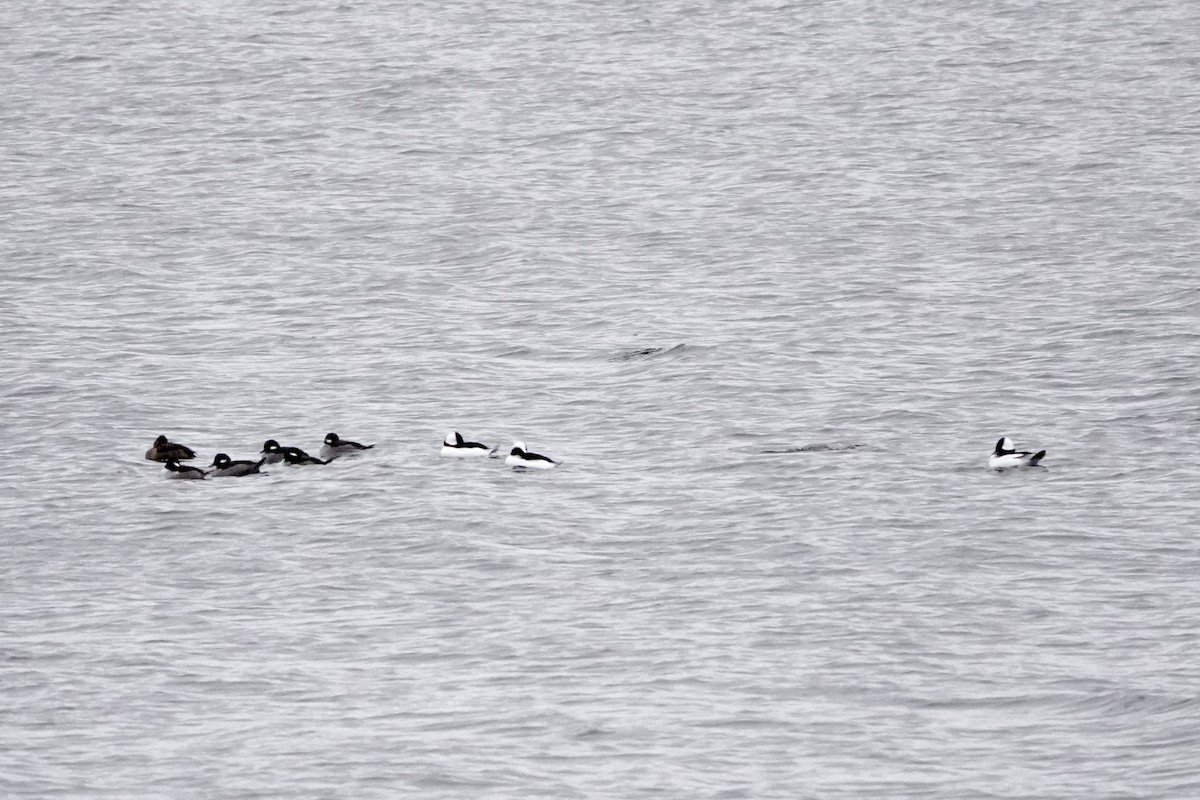 Bufflehead - ML645275330