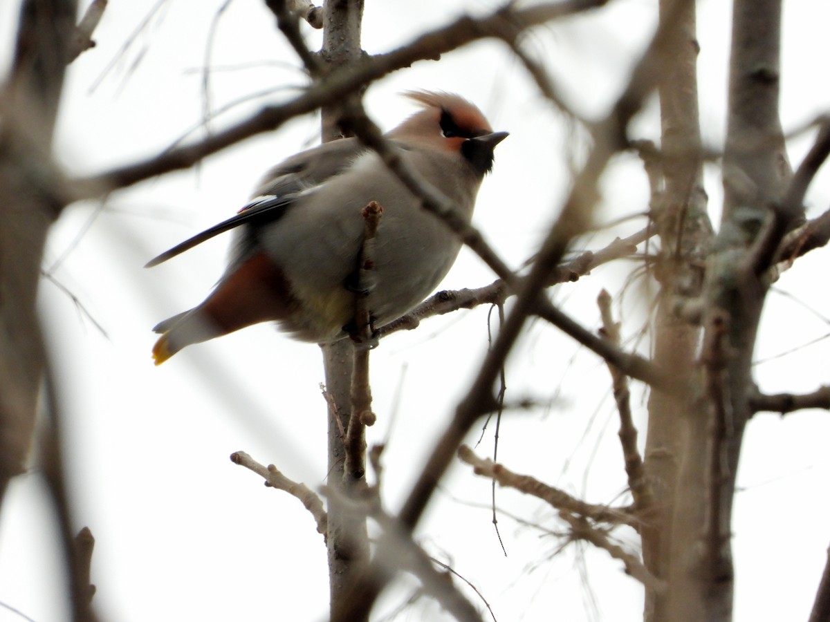 黃連雀 - ML645275333