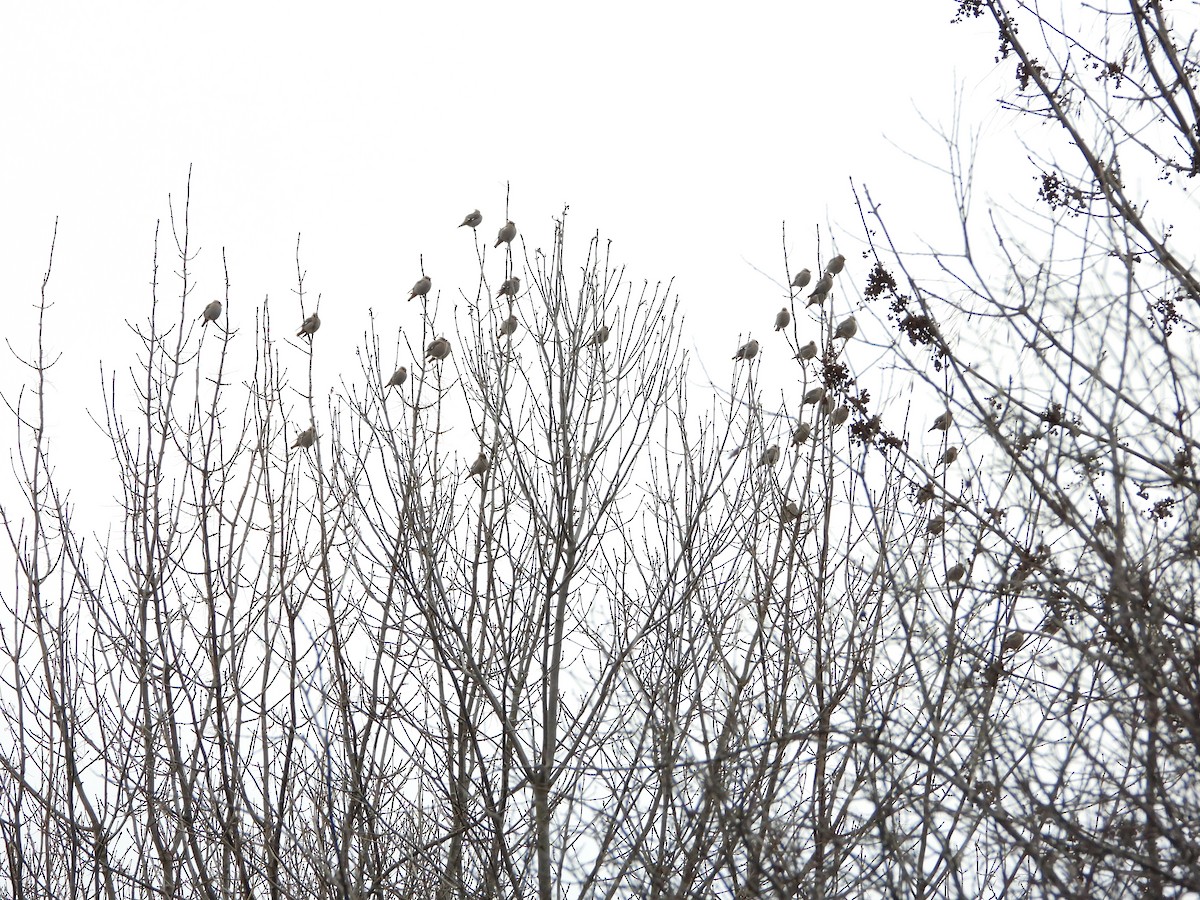 黃連雀 - ML645275334