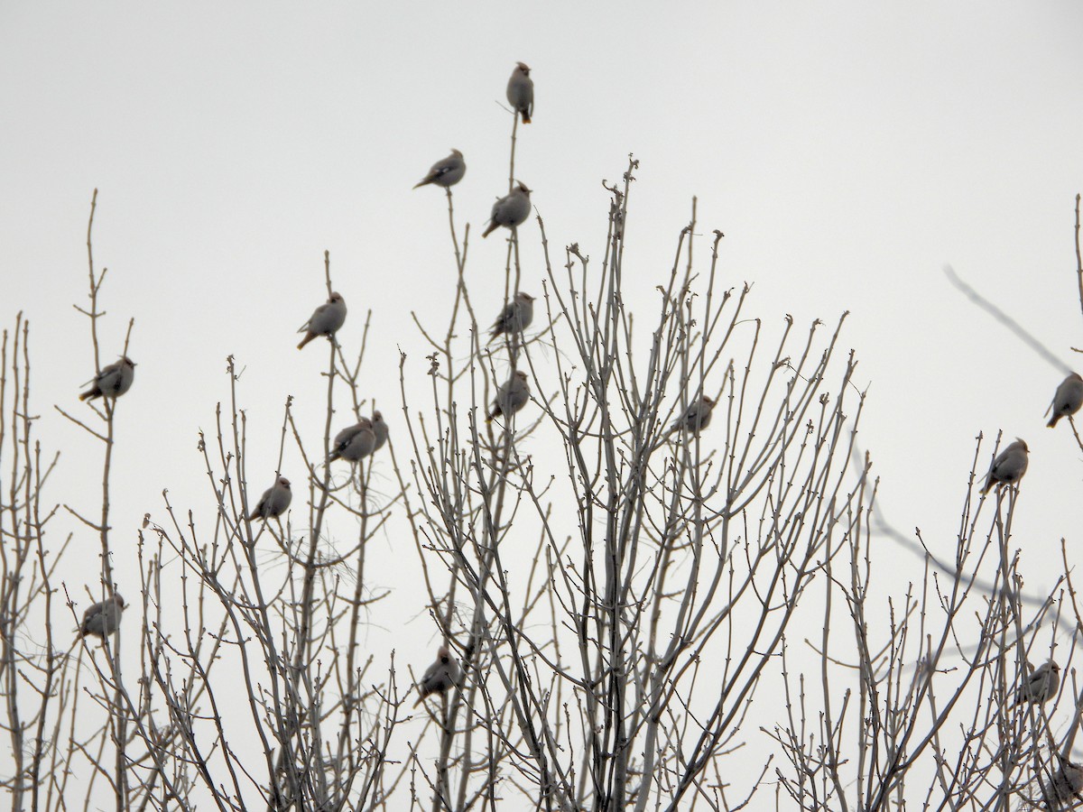 黃連雀 - ML645275335