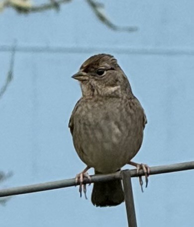 Golden-crowned Sparrow - ML645275336