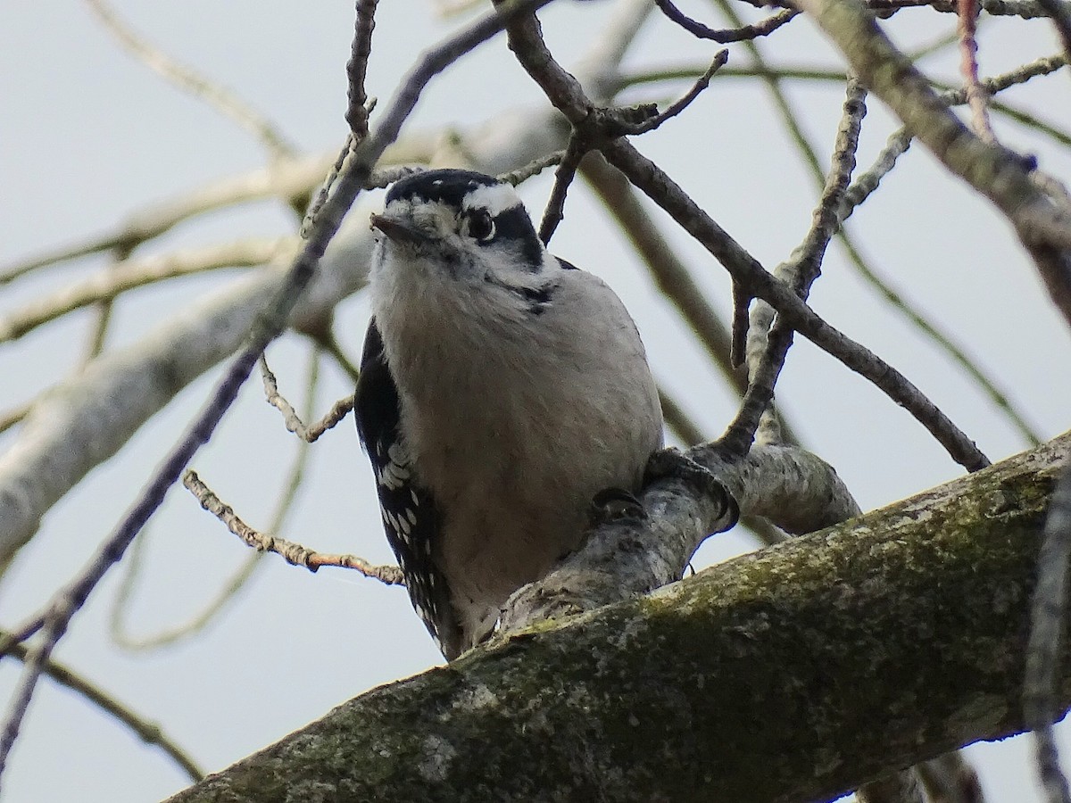 Downy Woodpecker - ML645275337