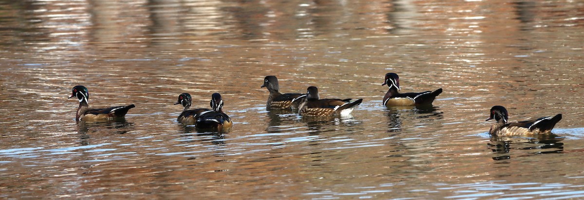 Ahate karolinarra - ML645275338