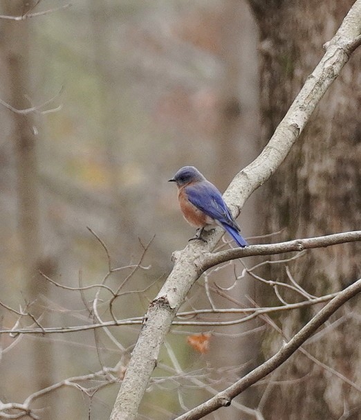 Eastern Bluebird - ML645275344