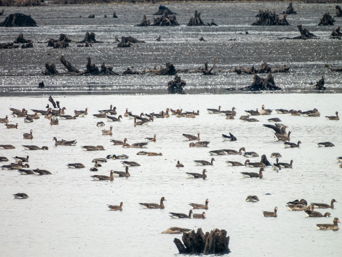 Graylag Goose - ML645275347