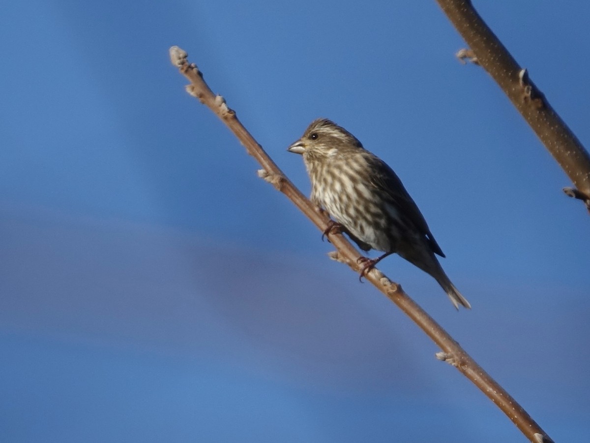 purpurfink - ML645275352