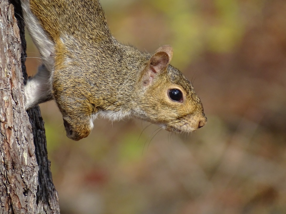 Mammals - ML645275361