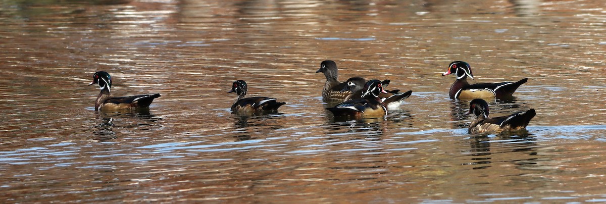 Ahate karolinarra - ML645275366