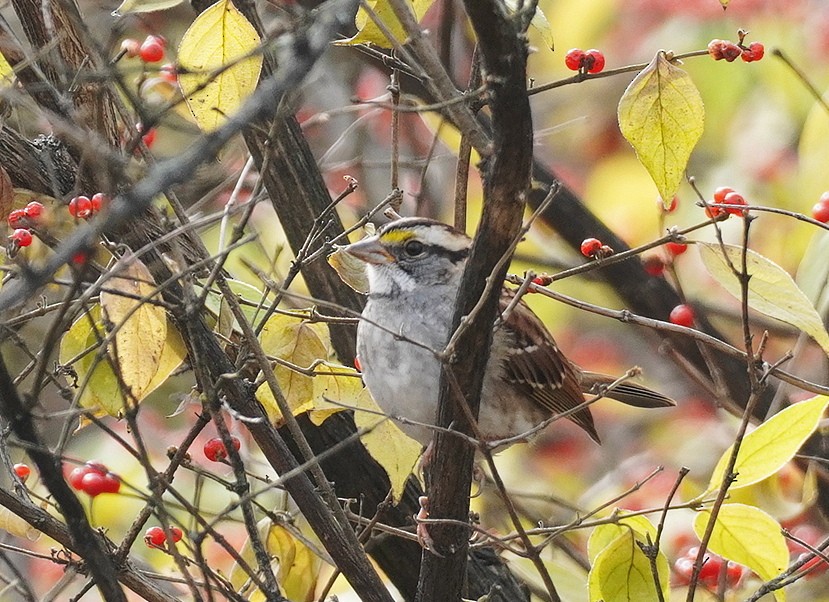 White-throated Sparrow - ML645275369