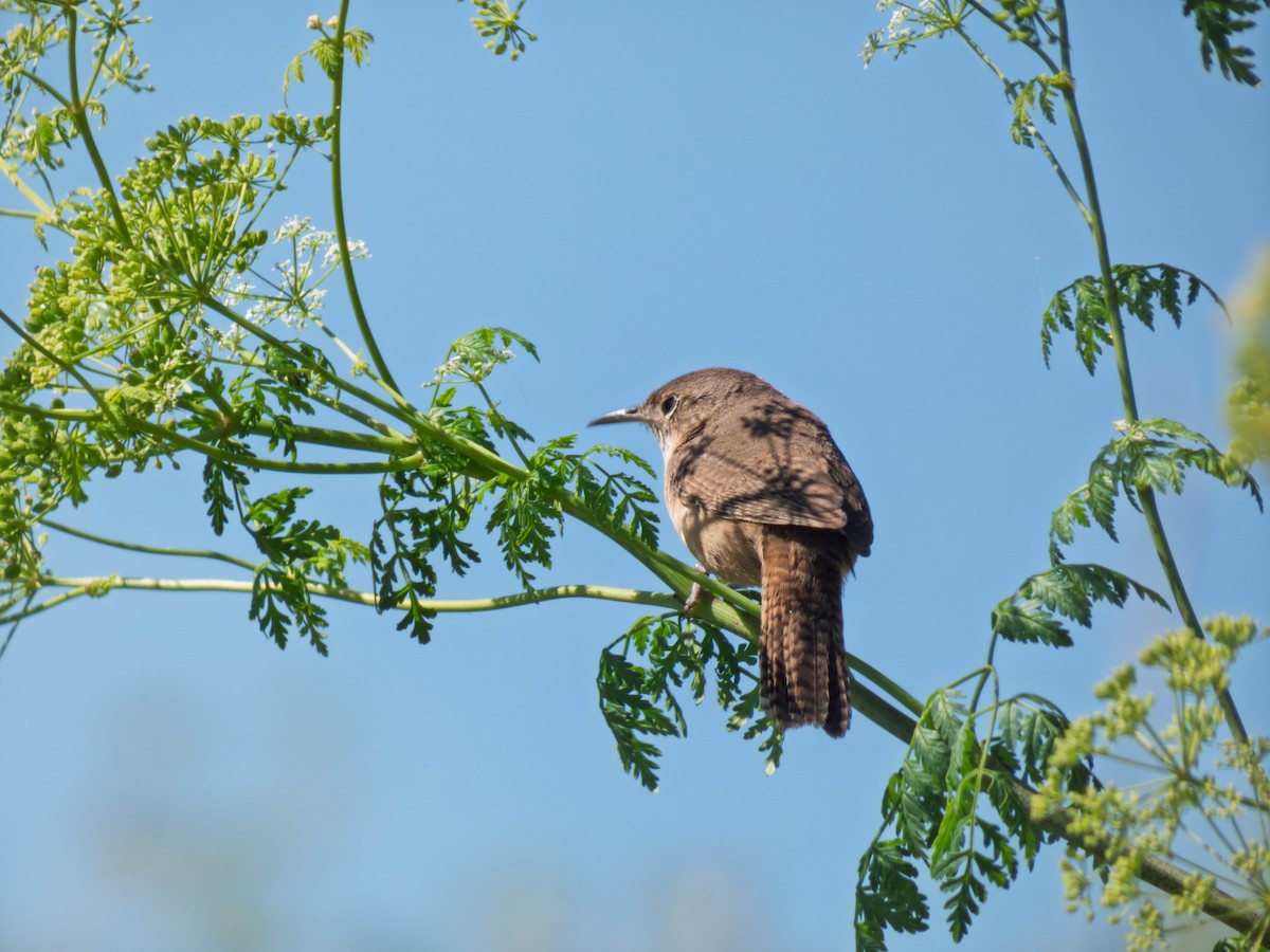Southern House Wren - ML645275377