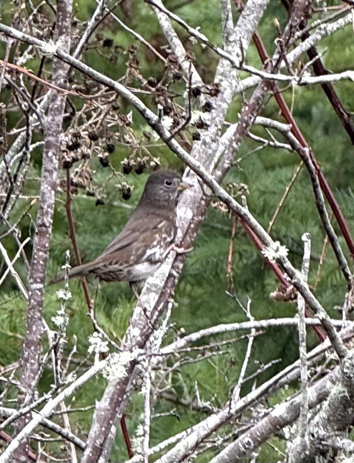 Fox Sparrow - ML645275381