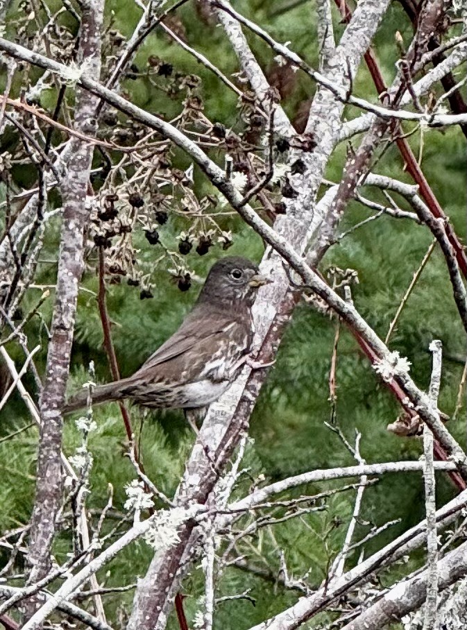 Fox Sparrow - ML645275382