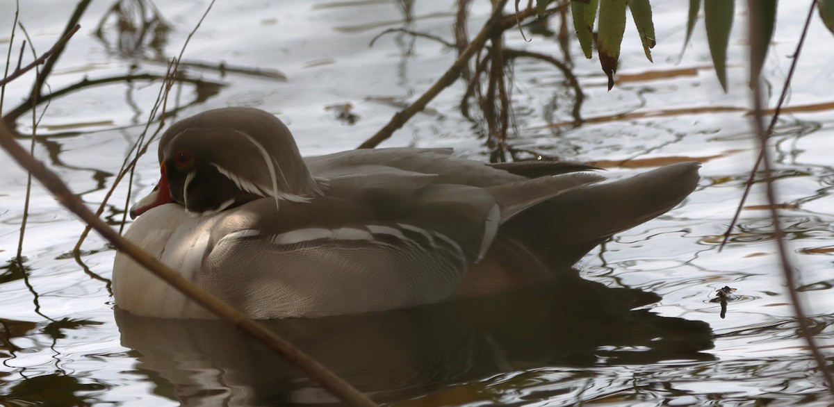 Ahate karolinarra - ML645275385