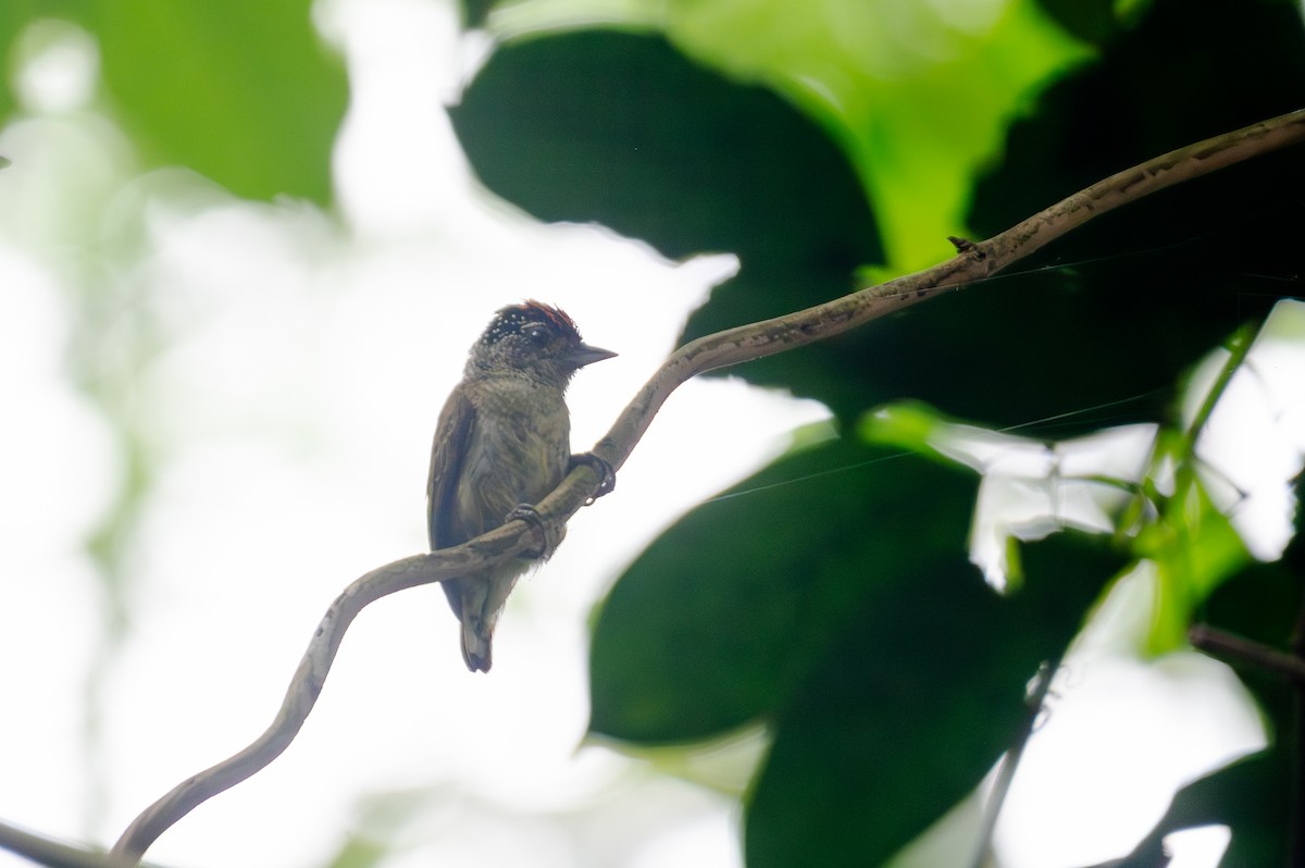 Перуанский дятелок - ML645275386