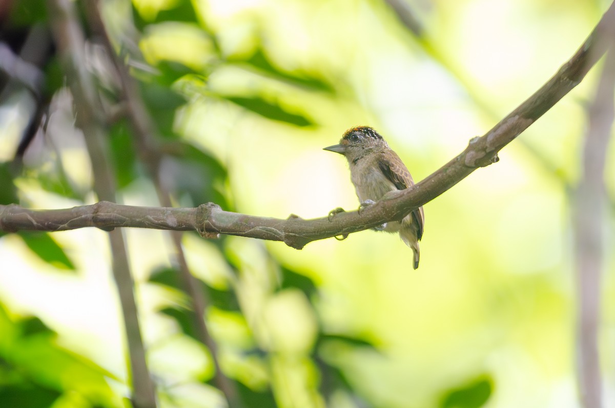 Перуанский дятелок - ML645275387