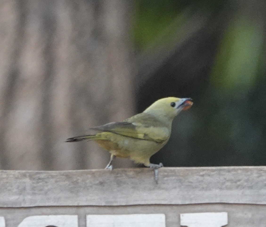 Tangara des palmiers - ML645275421