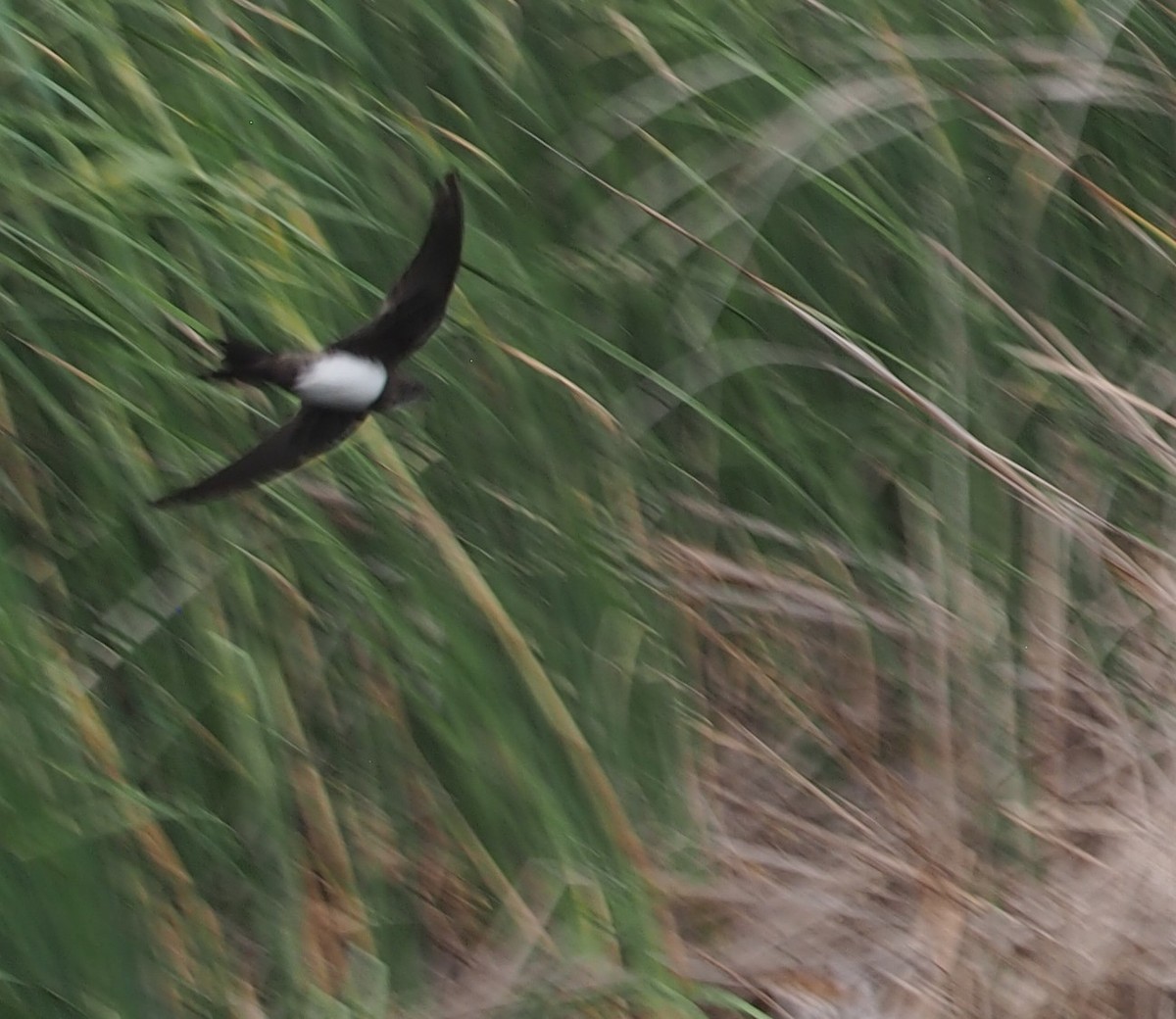 Alpine Swift - ML645275422