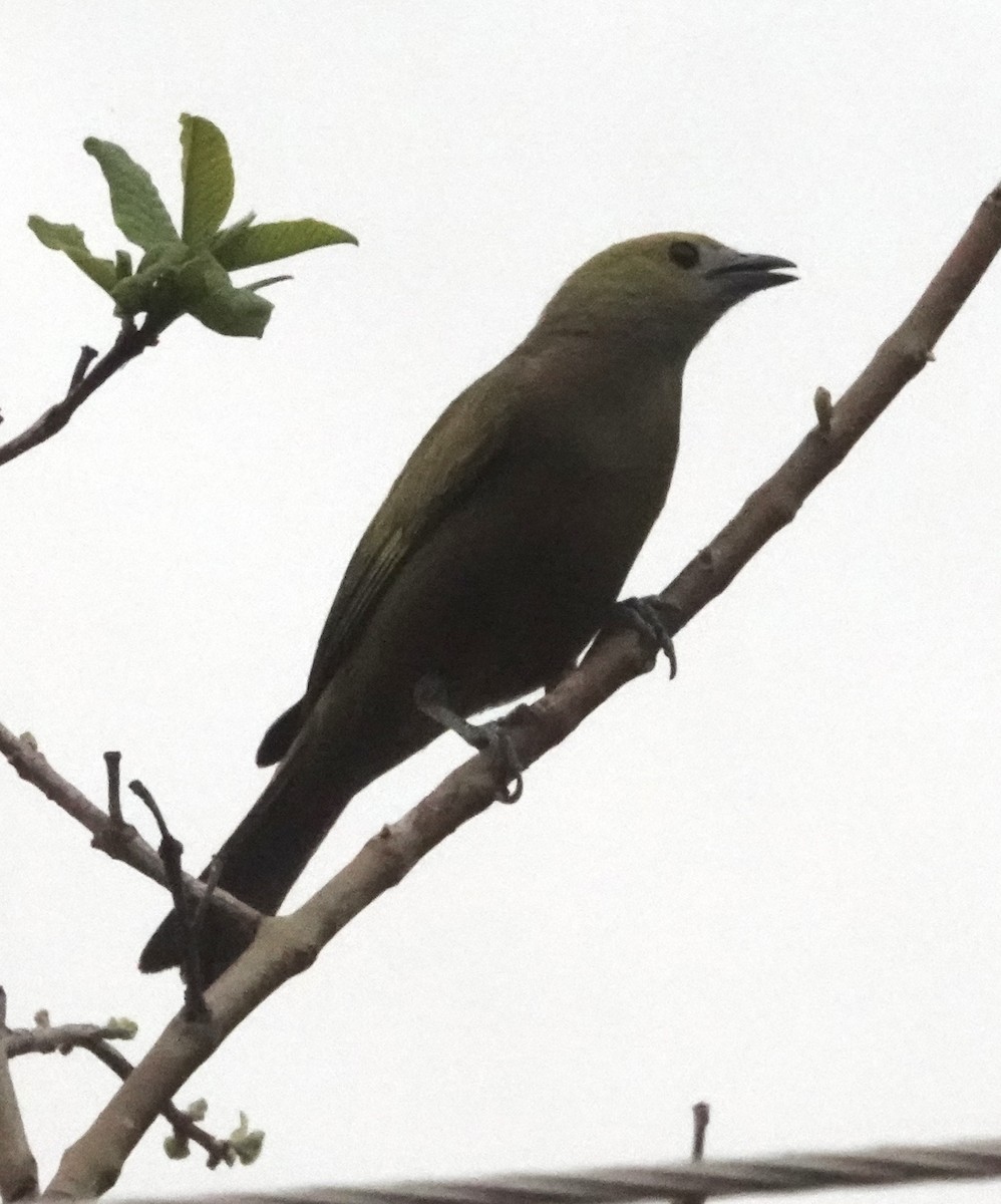 Tangara des palmiers - ML645275425