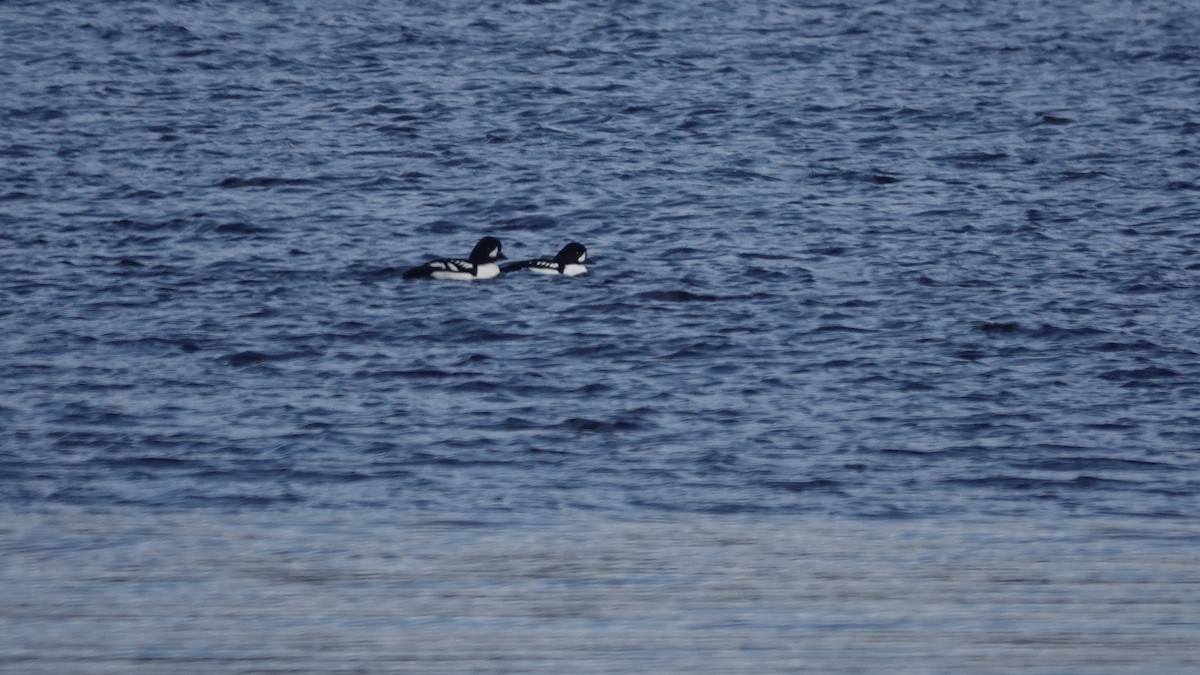 Barrow's Goldeneye - ML645275432