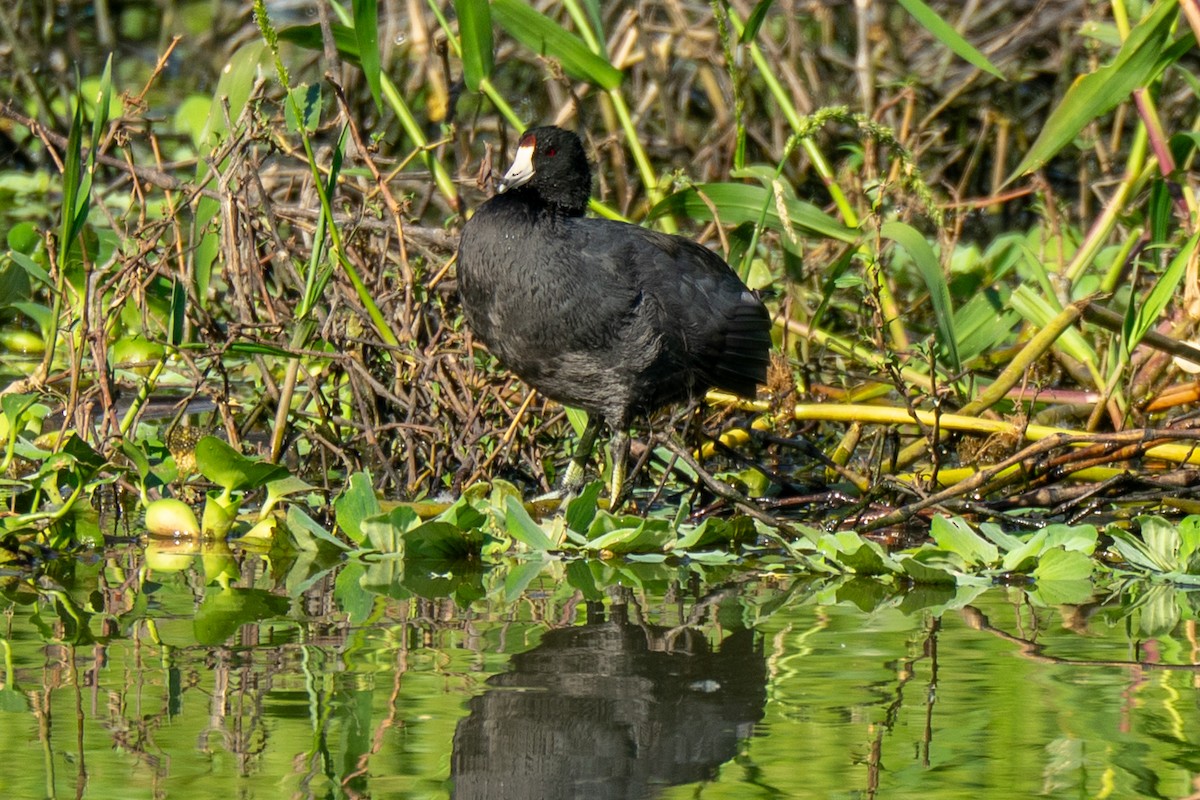 American Coot - ML645275437