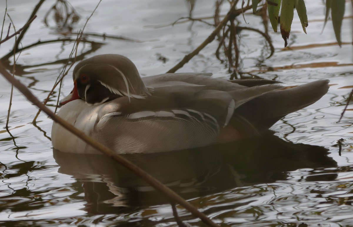 Ahate karolinarra - ML645275450