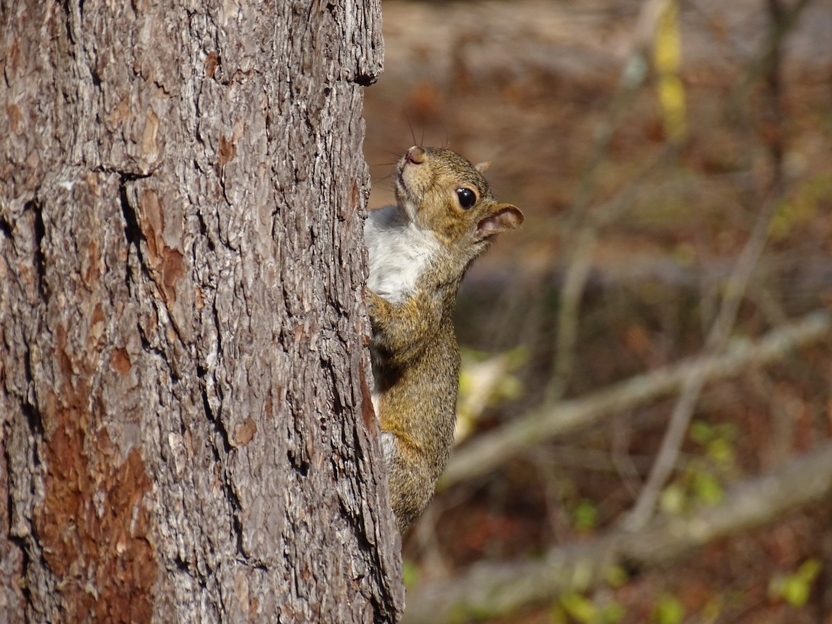 Mammals - ML645275455