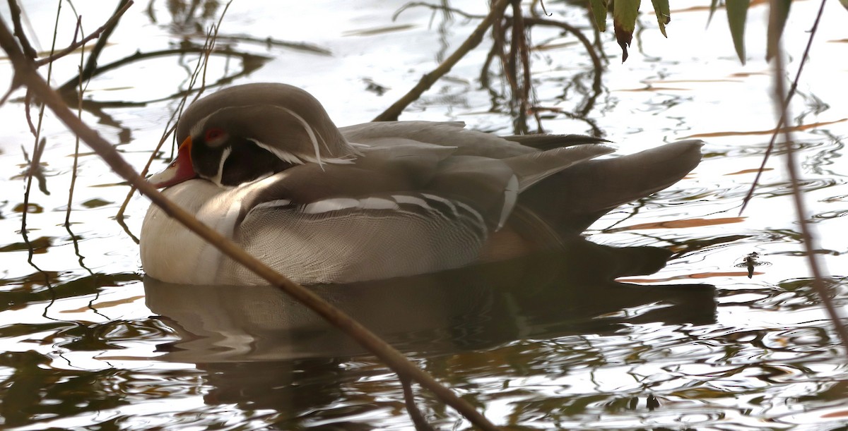 Ahate karolinarra - ML645275472