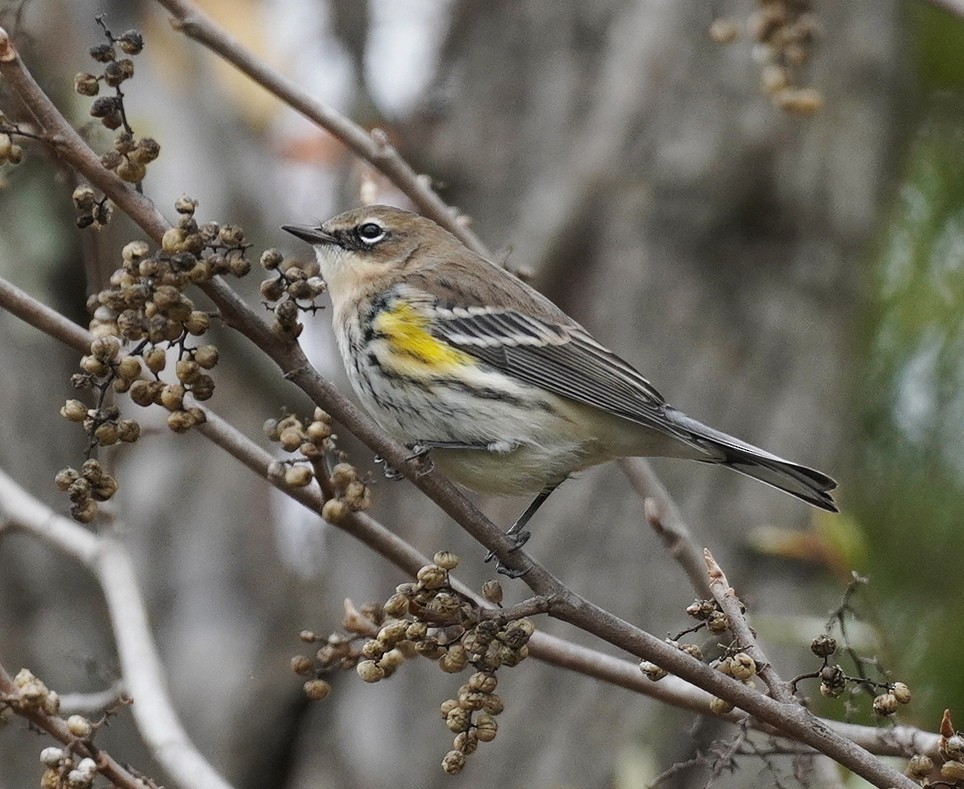 Yellow-rumped Warbler - ML645275477