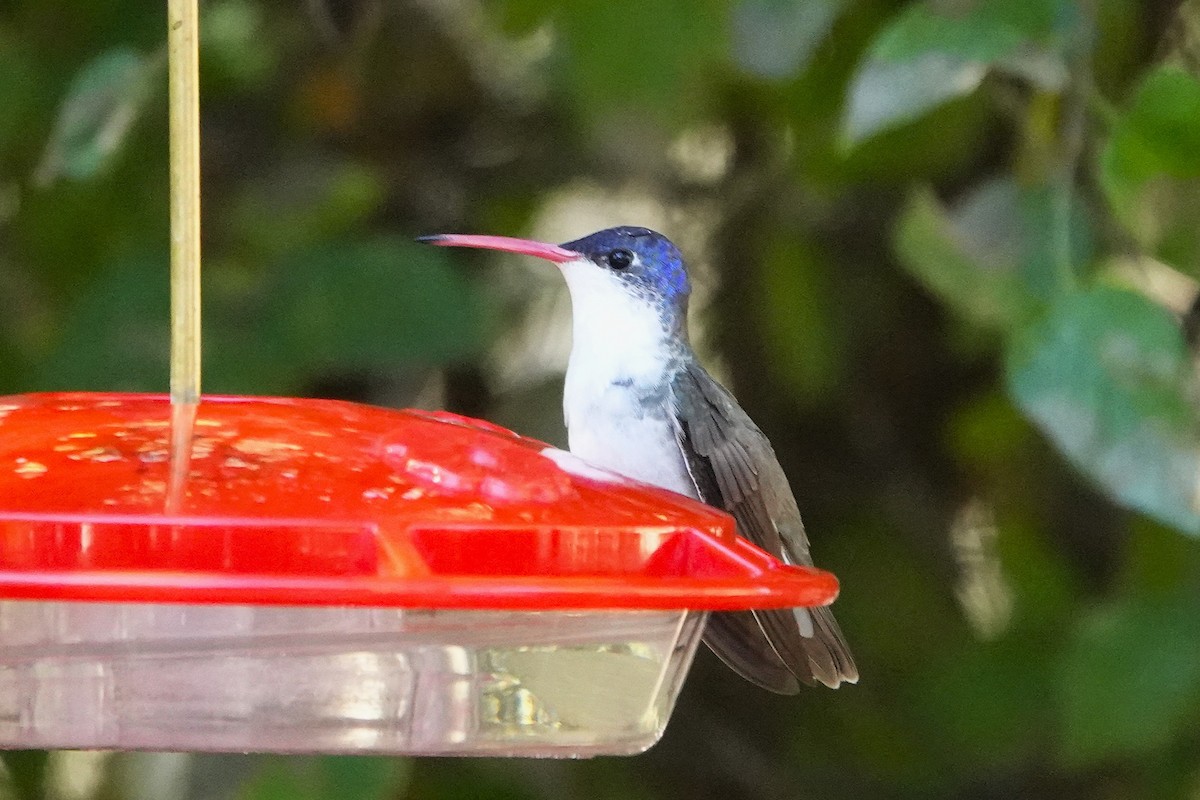Violet-crowned Hummingbird - ML645275484