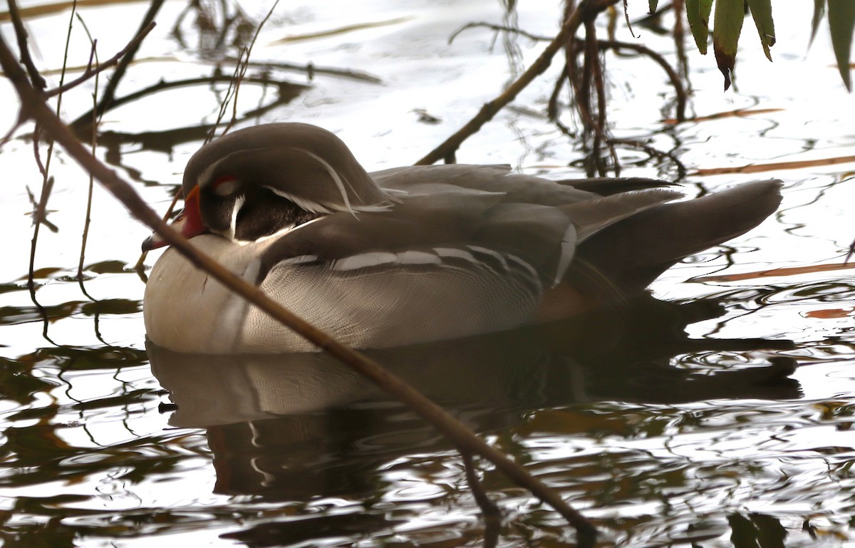 Ahate karolinarra - ML645275489