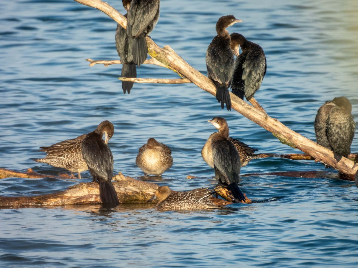 Ubarroi txikia - ML645275491