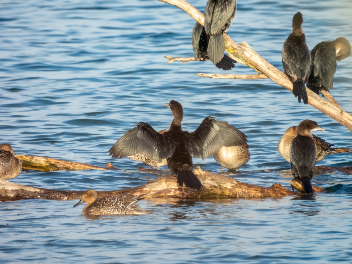 Ubarroi txikia - ML645275492