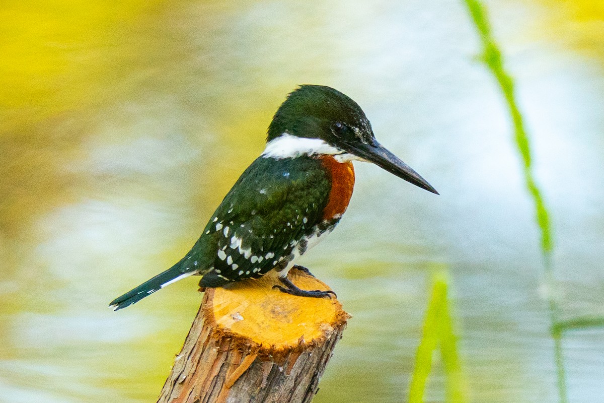 Green Kingfisher - ML645275506
