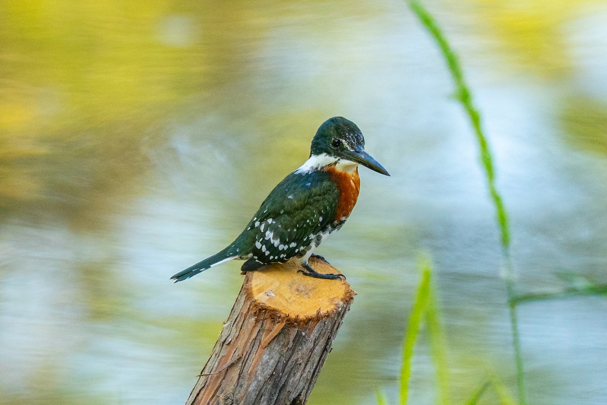 Green Kingfisher - ML645275507