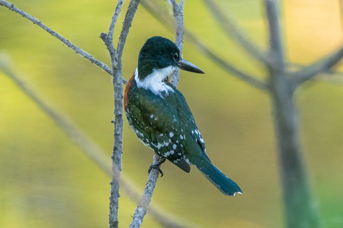 Green Kingfisher - ML645275508