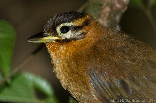 Black-capped Foliage-gleaner - ML645275518