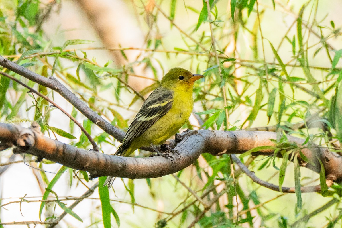 Western Tanager - ML645275533