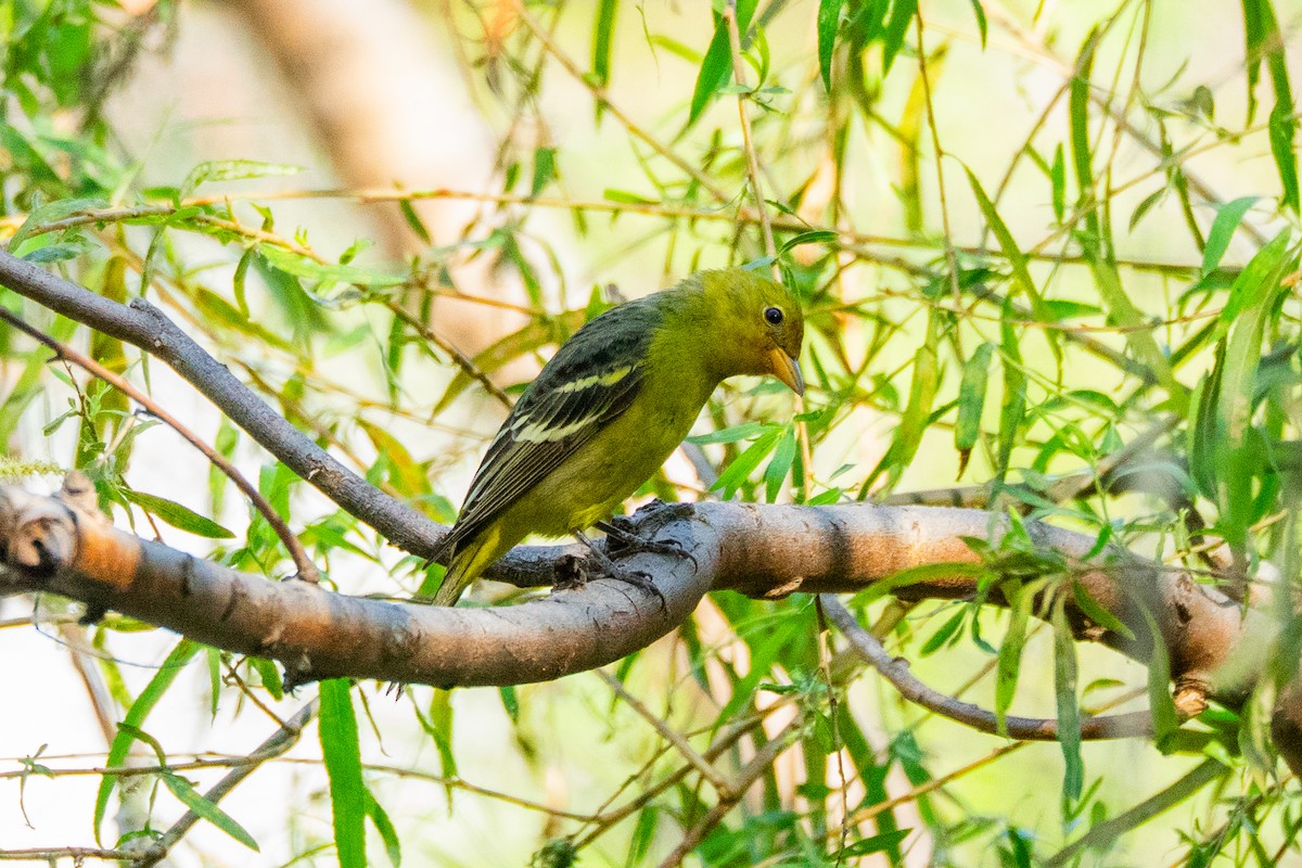 Western Tanager - ML645275535